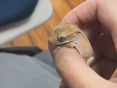 -酷以爬仙阁实体爬宠店·守宫·蜥蜴·专业繁育