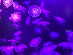 -新加坡海洋生态馆