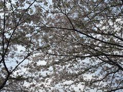 -武汉大学-樱园