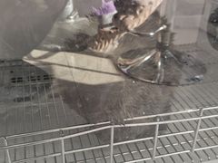 -北京观赏动物医院·24小时大型综合·猫专科·异宠专科