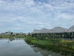 -马陆小张葡萄园农家乐