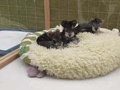 -帕帕拉兹宠物(亚洲旗舰店)