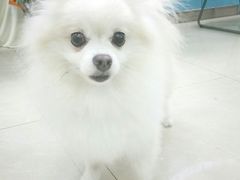 -瑞鹏宠物医院华南总院·夜诊·心脏科·骨科