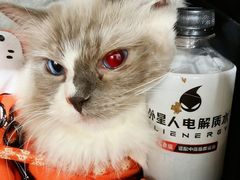 -伟伟宠物医院·瑞派猫友好医院·猫科(光谷店)