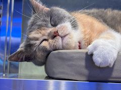 -满记甜品(王府井北京市百货大楼店)