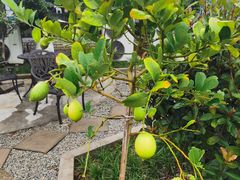 -元鼎宝驴香·全驴宴(江宁店)