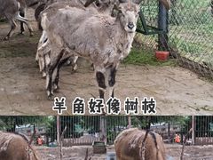 -青藏高原野生动物园