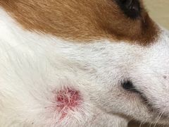 -爱诺耐芙动物医院(万博店)