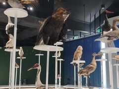 -盐城丹顶鹤湿地生态旅游区