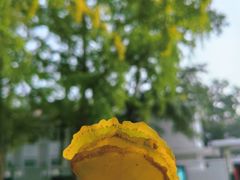 -三里屯东五街银杏大道