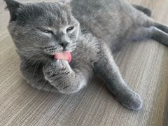 -藏猫猫咖啡主题馆(中央大道店)