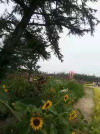 -北纬44度·金珠花海休闲农业旅游景区