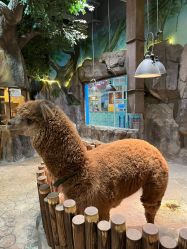 点击看大图 -宝燕乐园(闵行旗舰店)