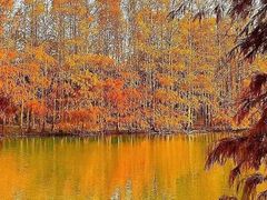 -上海海湾国家森林公园