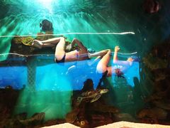 -瑞德姆美人鱼海底演艺主题餐厅(亚龙湾店)