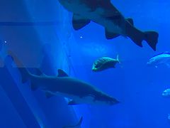 -迪拜水族馆及水下动物园