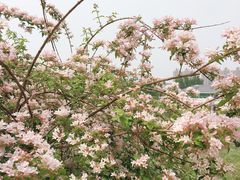-燕郊植物园