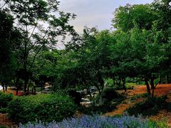 -北京西山国家森林公园