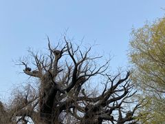 -大槐树寻根祭祖园