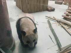 -大青山野生动物园