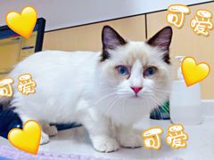 -瑞派雷欧宠物医院·24h夜诊·心脏骨科牙科·全科重症转诊中心(无影山店)