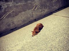 -重庆十八梯传统风貌区