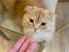 -猫咪派对(江南西店)