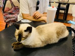 -猫小院猫主题咖啡厅(北锣店)