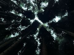 -武陵山森林公园