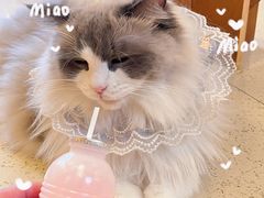 -MOCHA明星猫咖(田子坊店)