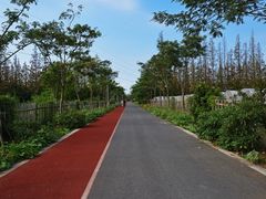 -上海长兴岛郊野公园