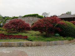 -嘉定紫藤园