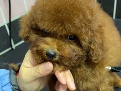 -唐小姐の猫狗洗护·购宠旗舰店(周浦万达店)