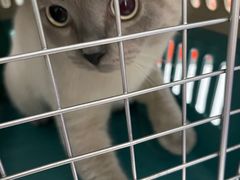 -伟伟宠物医院·瑞派猫友好医院·猫科(光谷店)