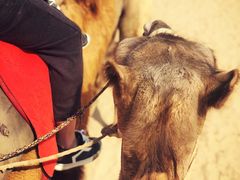 -古柏渡飞黄旅游区