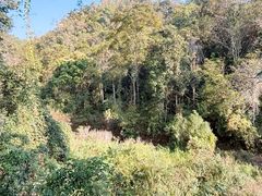-野象谷景区