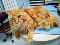 -纳吉亚猫专科动物诊疗中心(蒋宅口分院)