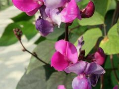 -杭州湾海上花田景区