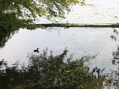 -西湖外事游船(花港观鱼码头)