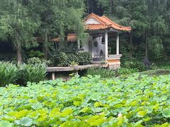 -深圳仙湖植物园
