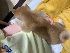 -逗柴咖啡屋·狗咖猫咖宠物桌游
