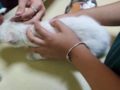 -乖乖宠物医院·猫科·急重症中心(车站北路分院)