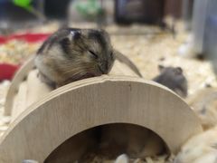 -钓仓鼠(洋桥北里小区店)