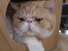 -喵园·猫主题咖啡厅·撸猫·猫咖(国贸店)