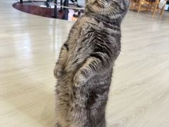 -豆逗聊愈猫阁Easy Life