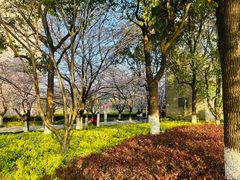 -高东镇樱花园