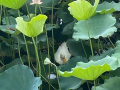 -荔湾湖公园