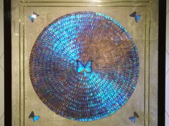 -上海昆虫博物馆