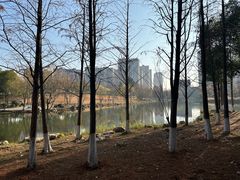 -洋湖国家湿地公园