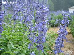 -紫海香堤香草艺术庄园